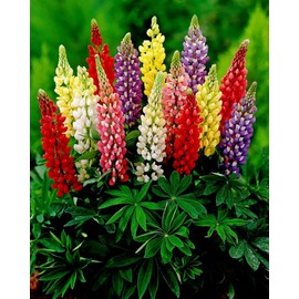 Lupine Flower Mix Quaker Bonnets Bluebonnet Wildflower 50 Seeds for Planting Non-GMO