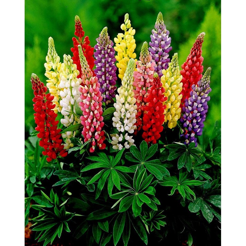Lupine Flower Mix Quaker Bonnets Bluebonnet Wildflower 50 Seeds for
