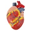 Axis Scientific 2-Part Life-Size Canine Heart Anatomy Model - Detailed