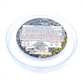 Coastal Silkworms 1,000 Count Live Silkworm Eggs Bombyx Mori (Pack of 1)