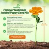 Outsidepride Iceland Poppy Seeds for Planting Outdoors - 5000 Pcs.