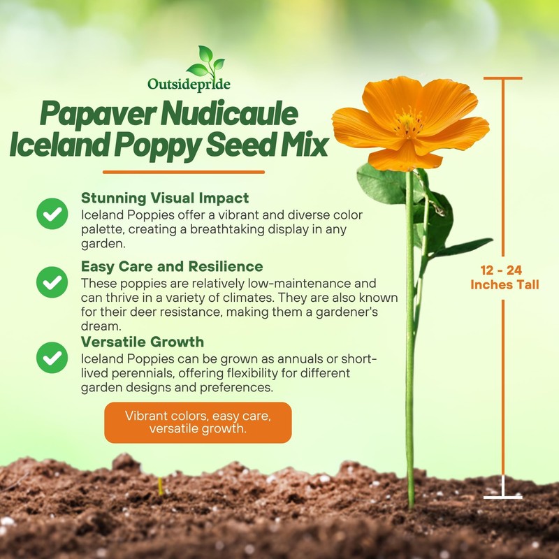 Outsidepride Iceland Poppy Seeds for Planting Outdoors - 5000 Pcs.