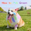 12 Pack Dog Hair Color Dye Temporary Non-toxic Vibrant Colors