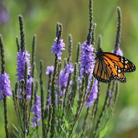 CHUXAY GARDEN Verbena Stricta-Hoary Verbena,Hoary Vervain 500 Seeds Purple Native Wildflower Tough Hardiness Drought-Resistant Decor Garden Easy Care
