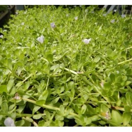 Brahmi (Bacopa monnieri) SEEDS