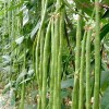 Treevale Yardlong Bean, Asparagus Bean, Snake Bean, Chinese Long Bean