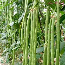 Treevale Yardlong Bean, Asparagus Bean, Snake Bean, Chinese Long Bean SEEDS | Non-GMO - 150 Seeds ~1 oz W/Tracking