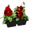 Viola Seeds Arkwright Ruby Viola Cornuta Pansies Red 40+ Seeds