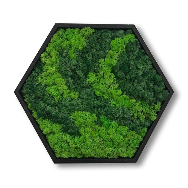 Bicolour Moss Wall Picture Hexagon for Home and Office Moss Picture
