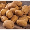 Unbranded Fresh Russet P
