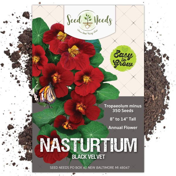 Seed Needs, Black Velvet Nasturtium (Tropaeolum minus) BULK Pack of 350 Seeds