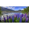 KIRA SEEDS - Seeds Blue Lupin - Perennial Flowers for
