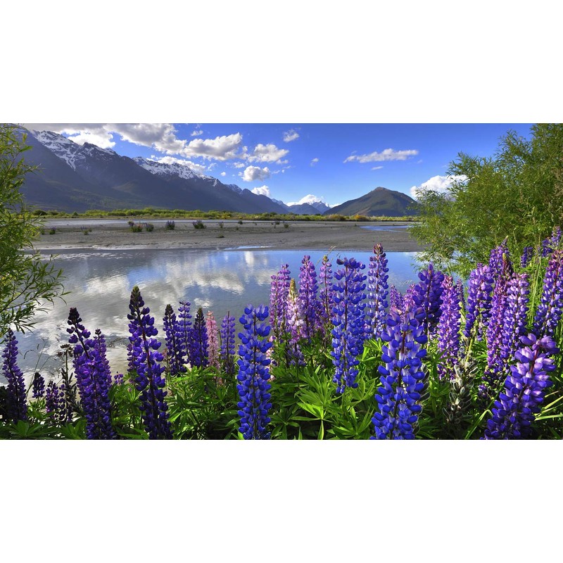 KIRA SEEDS - Seeds Blue Lupin - Perennial Flowers for