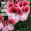 OLEUM VITAE Aceite Esencial de Geranio. Pelargonium Graveolens. 100% Puro