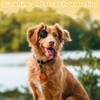 Dog Eye Patch,Small to Large Dogs & Cats Eye Injuries