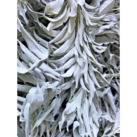 FRESH & WET  California White Sage Cluster For Smudge (1LB)