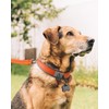 Joytale Reflective Dog Collar Extra Large Dogs | Ultra Comfy