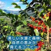 Coffee Raw Beans Guatemala Antigua Azotea Galaxy Coffee (8.8 oz