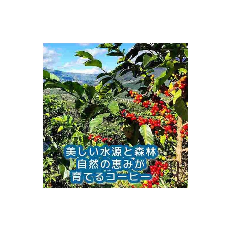 Coffee Raw Beans Guatemala Antigua Azotea Galaxy Coffee (8.8 oz