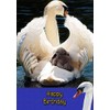 Swan Bird Birthday Card