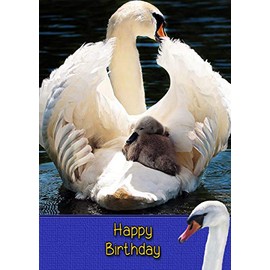 Swan Bird Birthday Card