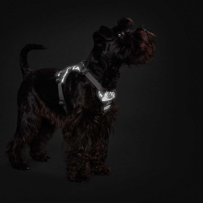 HUNTER Divo Reflect Harness Black/Grey Size S-M