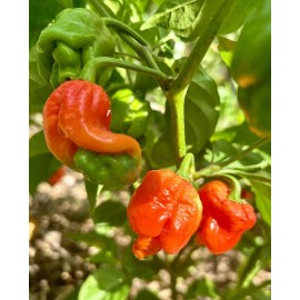 Home-Growth Extremely hot Trinidad Moruga Scorpion Chili Pepper - 20 seeds - USA