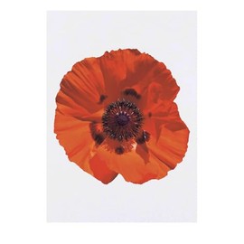 'Poppy' Temporary Tattoo - Water Resistant, Skin-Safe, Non-Toxic Transfer (TO00079237)