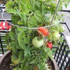 Tomato Garden Seeds - Patio Hybrid - 100 Seeds -