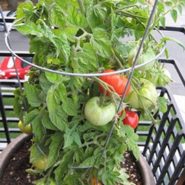 Tomato Garden Seeds - Patio Hybrid - 100 Seeds - Non-GMO, Vegetable Gardening Seed