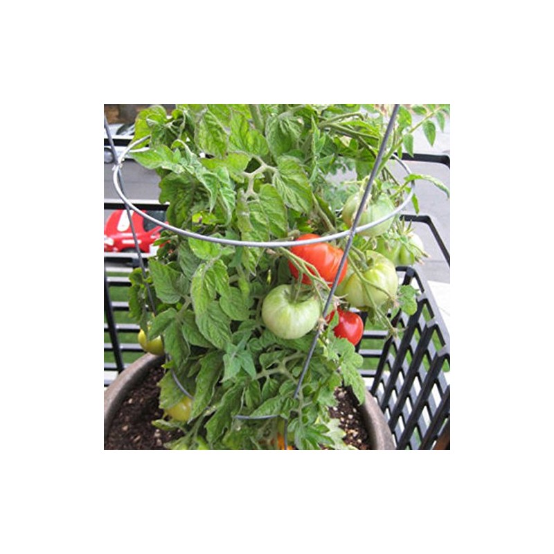 Tomato Garden Seeds - Patio Hybrid - 100 Seeds -