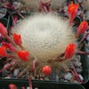 Rebutia albipilosa Cacti Cactus Succulent Real Live Plant