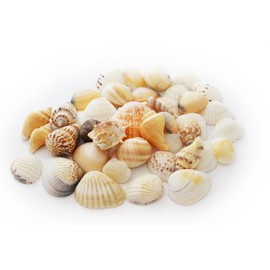 Florida Shells and Gifts Inc. 1/4lb (25) Indian Ocean Shell Mix (1"-2" / 25-50mm) Beach Decor Ocean Art Craft