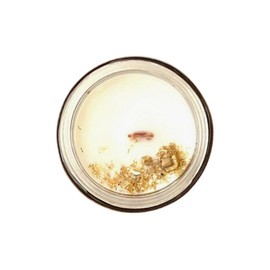 'Chamomile Rose' Ritual Soy Candle - Size: 4 oz