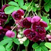 10 Seeds Chocolate Vine 3-Leaf Akebia trifoliata | Hardy Fruit