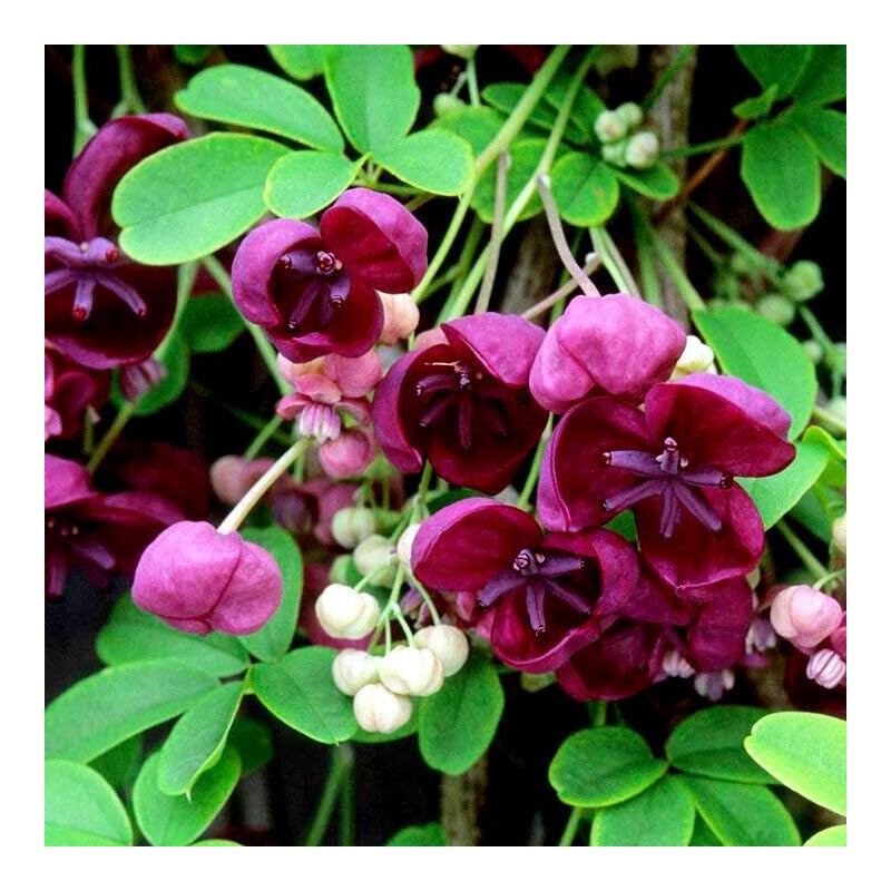 10 Seeds Chocolate Vine 3-Leaf Akebia trifoliata | Hardy Fruit