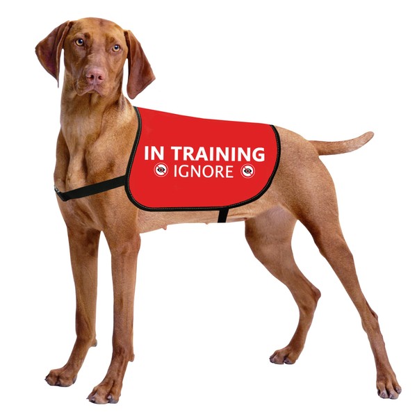 HOLLP Training Dog Jacket Vest in Training Ignore Dog Vest