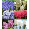 5 Delft Blue Hyacinth Bare Root Bulbs Bulbs Only
