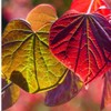 Generic Forest Pansy Redbud Tree, Vibrant Purple Flowers, 7 gal.