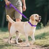 Joytale Reflective Dog Collar,Soft Neoprene Padded Breathable Nylon Pet Collar
