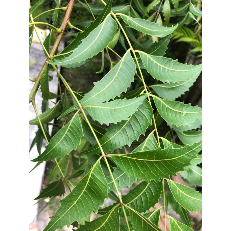 Fresh 200-220 Organically Grown Fresh Neem leaves, Azadirachta Indica, Nimba,