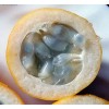 Passiflora popenovii | Granadilla de Quijos | 5_Seeds