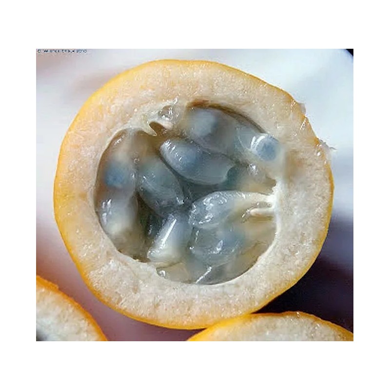 Passiflora popenovii | Granadilla de Quijos | 5_Seeds