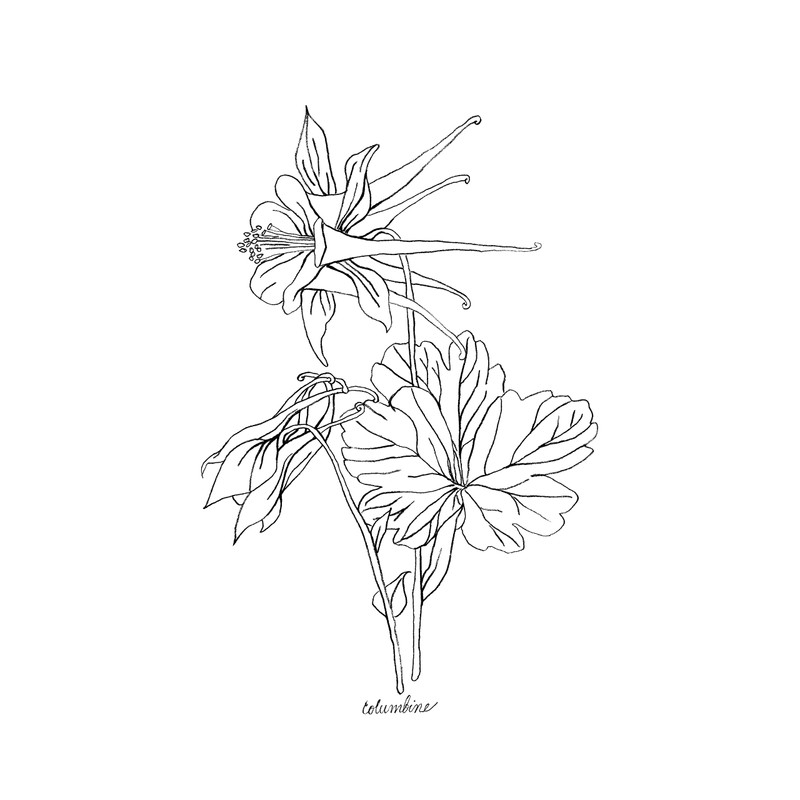 Modern Botanical Prints | Black and White Wildflowers by Ink