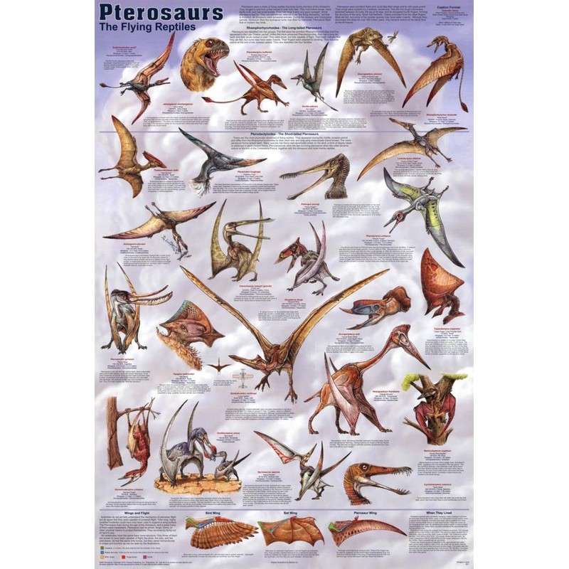 123Posters (24x36) Pterosaurs Poster - Educational and Scientific chart
