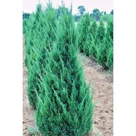 Blue Point Juniper | 1 Size #1 Tree | Juniperus Chinensis | Drought Tolerant Low Maintenance Evergreen Plants