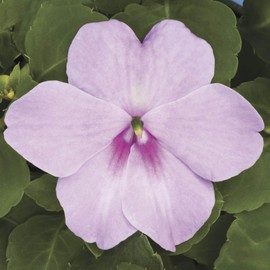 Outsidepride Extreme Lavender Impatiens Flower Seeds - 200 Pcs Annual, Compact & Pollinator Friendly, Impatiens Seeds for Planting w/Vibrant, Abundant Blooms for Shade Gardens & Container Displays