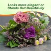Outsidepride Ornamental Cabbage Flower Seeds - 1000 Pcs. Annual, Cold