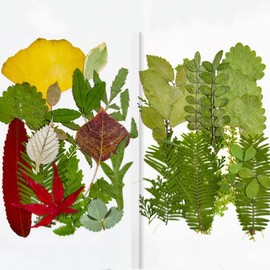 Asopetch 36 Pieces Dried Pressed Leaves Dried Flowers for Resin Real Assorted Dried Greenery for Pressed Leaf Art Craft DIY Embellishment Decorations (C Styles)