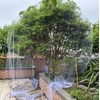 Bird Protection Net, 3 x 10 m Aviary Net, Pigeon